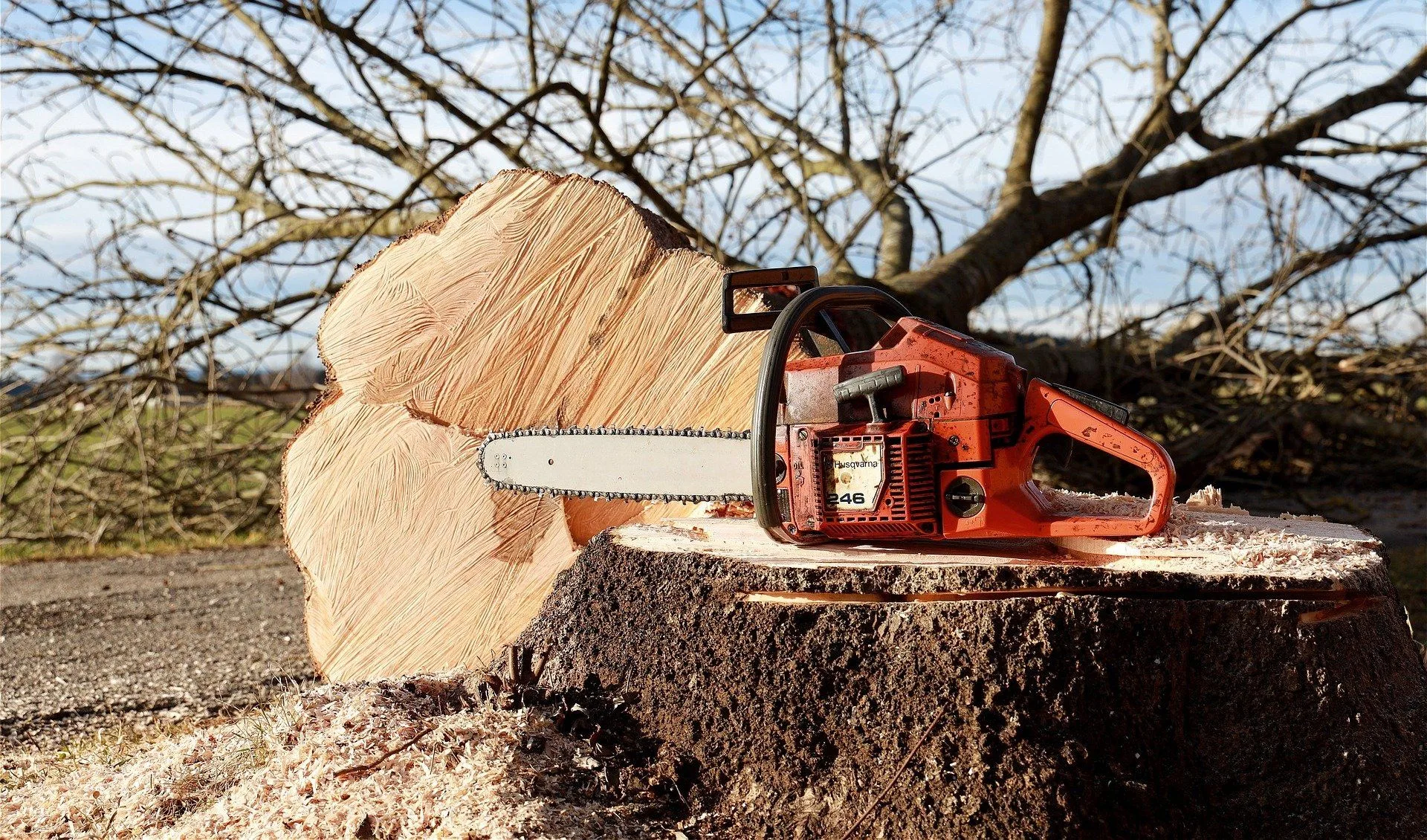 Abbotsford Tree Specialists logo